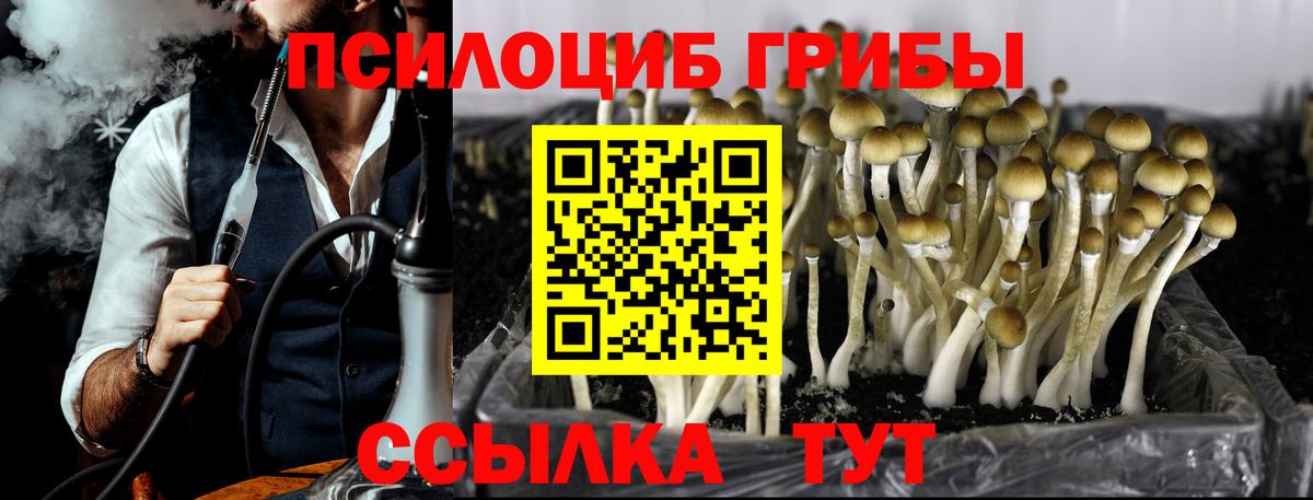 Сыктывкар  наркота  Вход с VPN  Галлюциногенные грибы Psilocybe 